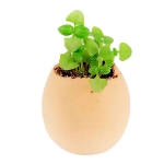 Egg Hatches Plant